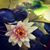 Lena Hwang Yin's profile image