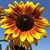 Luz Calvo's profile image