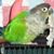 Diana Green's profile image