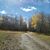 Trisha Wiggins Leach's profile image