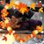 Joan Waffird's profile image