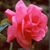 Laura Martin's profile image