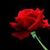 Mary Lopez's profile image