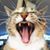 Shari Lee Cook's profile image