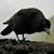 Riv Lewis's profile image