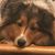 Betty Jacques Brazzale's profile image