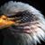 Jesse Duarte Sr.'s profile image