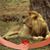 Sue Howes's profile image