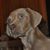 Sherman Shelley's profile image