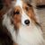 Janie Tink's profile image