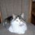 Carol Iiams Raymer's profile image