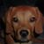 Pam Saffron Crandall's profile image