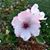 JoLynn Gillock-Reynolds's profile image