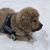 Jennifer Mears Standley's profile image