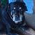 Traci Duncan Massie's profile image