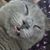 Carrie Beth McNeese's profile image
