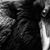 Miguel Corvus's profile image