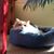 Cindy Mayes's profile image