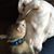 Amie Maestas's profile image
