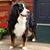 Lisa Cardilli's profile image