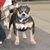 Nhi Linh Pham's profile image