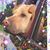 Jackie L. Ross's profile image