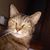 Crystal Okeson's profile image