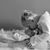 Chad Meiring's profile image