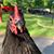 Tami Wiese Brockhurst's profile image