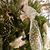 Toni DiMaggio DesRoches's profile image
