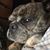 Laurie Boeck's profile image