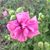 Rita Cruz's profile image