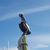 Adrianne Dietz Vinyard's profile image