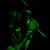 C Note Bankin's profile image