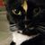 Apollo Alexander's profile image