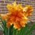 Tammy Lucas's profile image