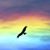 Patte Laury's profile image