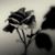 Nikita Lee's profile image