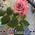 Cheri Shaffer's profile image