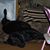 Bebe Babb's profile image