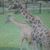 Ken Robyn Graymoon's profile image