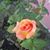 Arauz Daira's profile image