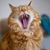 David Burel's profile image