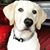 Kevin L Whittington's profile image