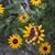 Missy Putman Flowers's profile image