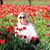 Cheryl Chouinard O'Donnell's profile image