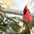 Cindy McCormick's profile image