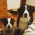 Sarah Pickard Cole's profile image