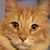 Betsey Strong's profile image