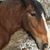 Pat Feltis's profile image